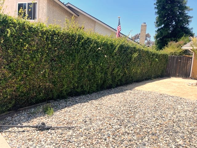 Before: hedge trimming